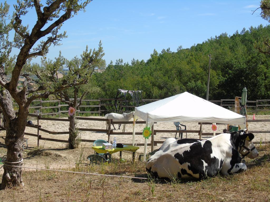 Tenuta Gran Bosco Loro Piceno Esterno foto